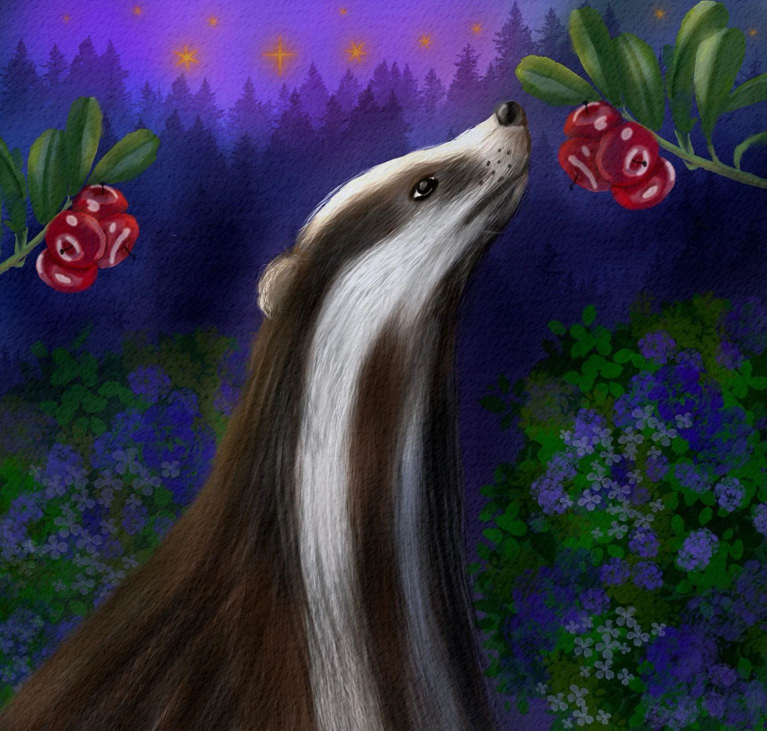 A badger looking towards a purple night sky beneath rowan berries